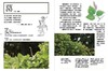 预售 楚辞植物图鉴（2.0版）港台原版 潘富俊 猫头鹰出版 全彩珍藏版 商品缩略图2