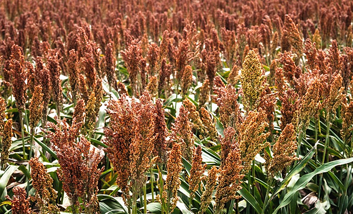 陕北农家去皮红高粱米 3斤