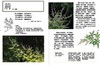预售 楚辞植物图鉴（2.0版）港台原版 潘富俊 猫头鹰出版 全彩珍藏版 商品缩略图3