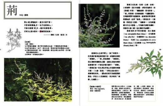 预售 楚辞植物图鉴（2.0版）港台原版 潘富俊 猫头鹰出版 全彩珍藏版 商品图3