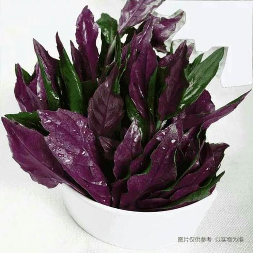 【新鲜】蔬菜天葵约250g/份