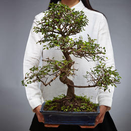 绿居榆树盆栽盆景植物苔玉室内绿植办公室新居中式茶室苔藓球树桩 绿植优居 绿居榆树盆栽盆景植物苔玉室内绿植办公室新居中式茶室苔藓球树桩 绿植优居