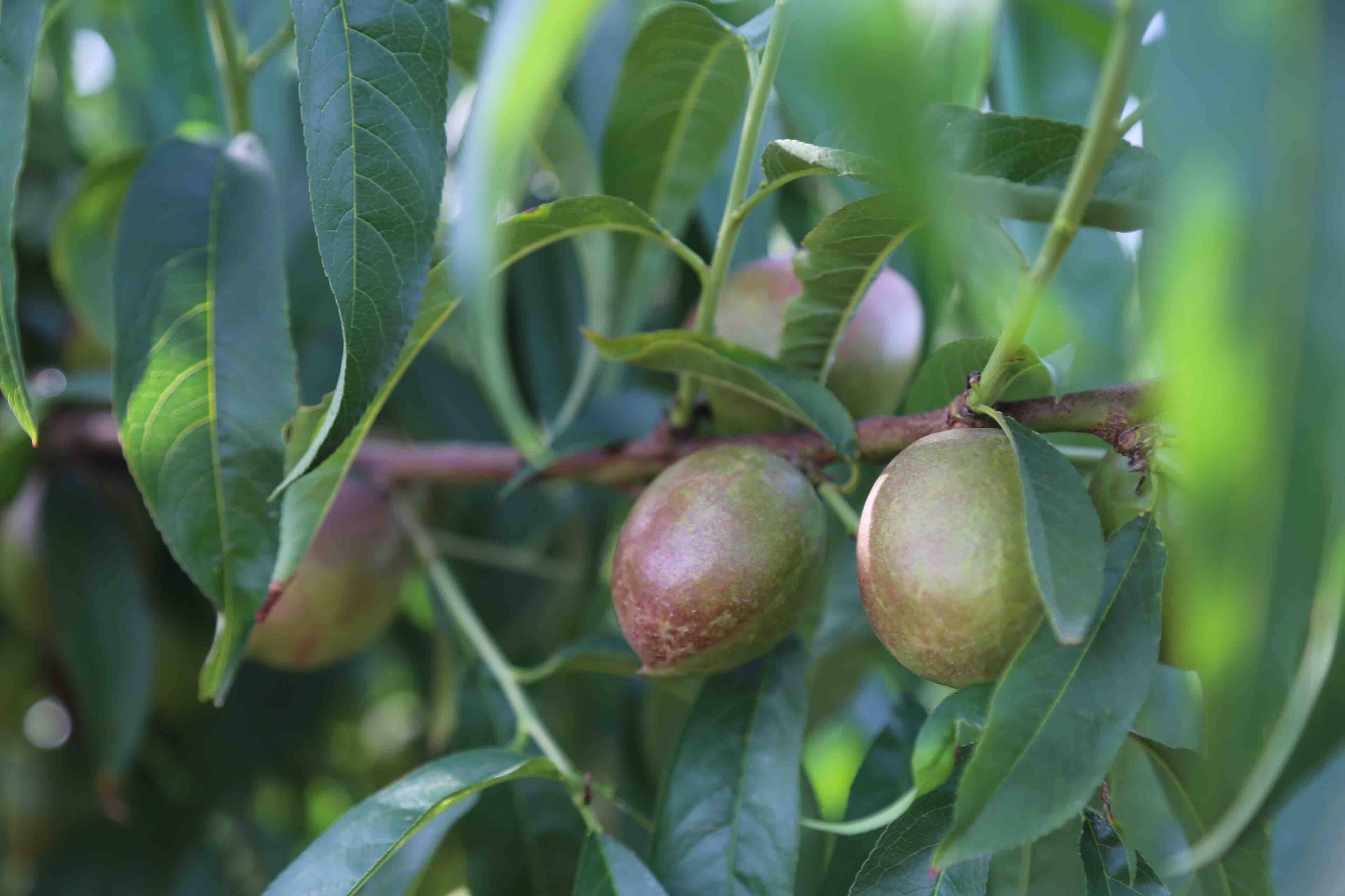 2018年5月我亲自去考察去了一次周至,看到了山坡地果园,离果籽帅哥家