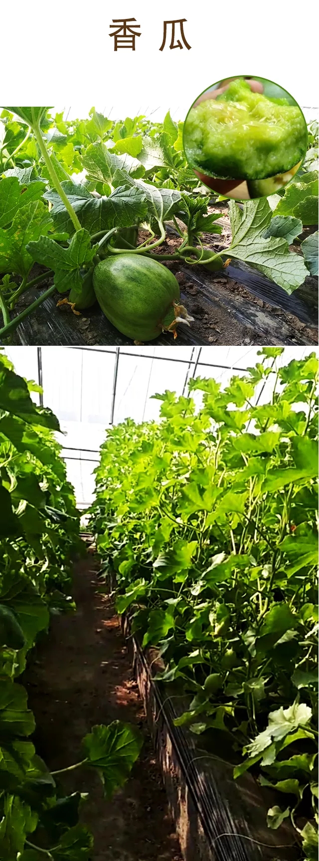 后院有机基地本地 绿宝甜香瓜,一箱6斤,68元,周四送货,仅7箱,仅有绿色