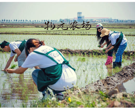 这片地！我承包了丨物元农场稻田 商品图1