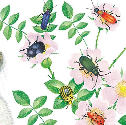 乐乐趣 触摸书 小兔比利（中英对照） 莫里斯 0-1-2-3岁 正版 商品图2