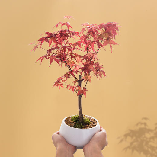 绿居植物红枫盆栽盆景室内绿植花卉办公室植物送礼精品礼品 绿植优居