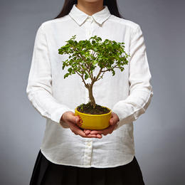 绿居榆树盆栽盆景植物苔玉室内绿植办公室新居中式茶室苔藓球树桩 绿植优居 绿居榆树盆栽盆景植物苔玉室内绿植办公室新居中式茶室苔藓球树桩 绿植优居