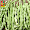 【百汇到家】芸豆角 商品缩略图0