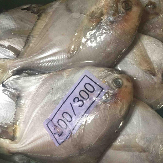 昌鱼 商品图0