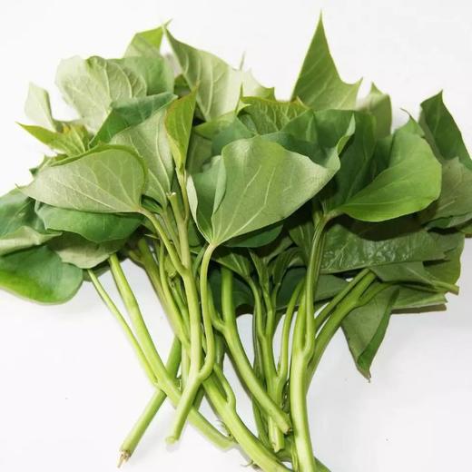 有机红薯叶500克 商品图1