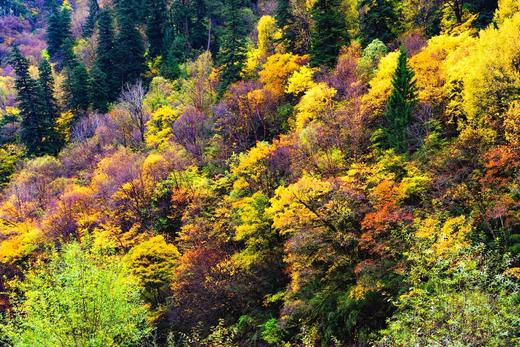 【川西】彩林、色达、亚青、甲居藏寨、四姑娘山9天摄影 商品图14