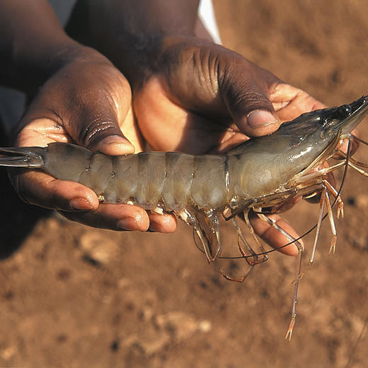 至尊红标 老虎虾礼盒 虾中爱马仕 口感鲜甜Q弹 15-20头超大规格 深海纯净无污染 原装进口 包邮|百里食 0114 商品图1