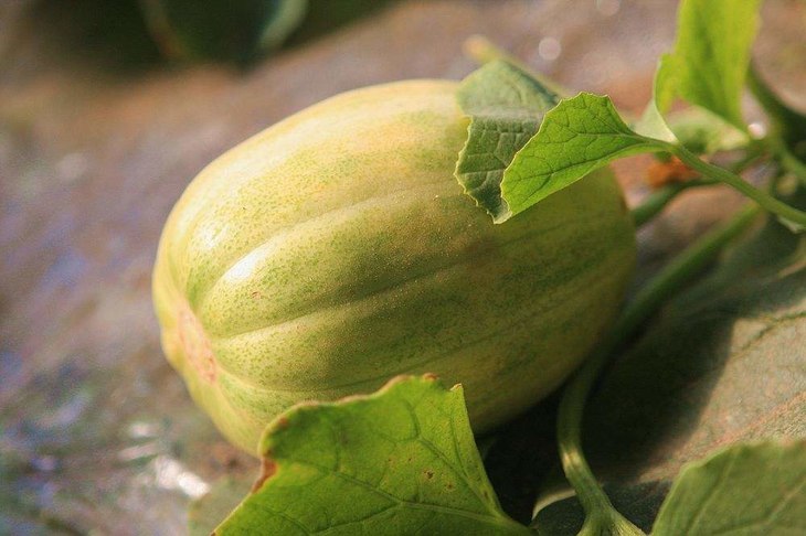 2斤精品白莲脆超甜可口香瓜店里称重时超重部分补差价即可当天提货2