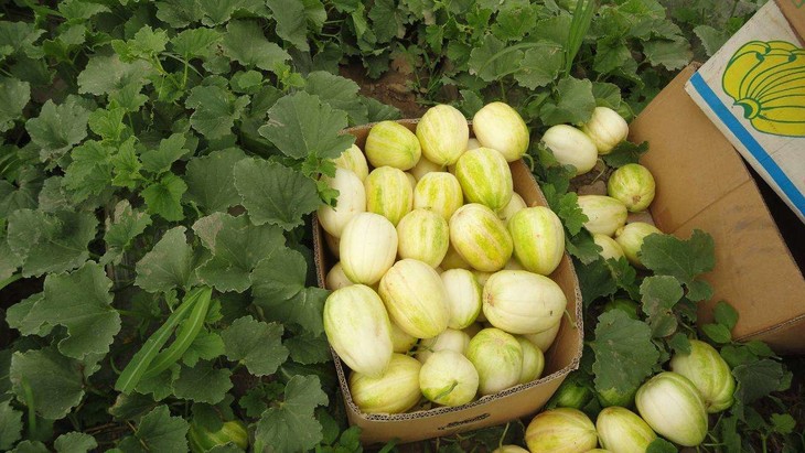 2斤精品白莲脆超甜可口香瓜店里称重时超重部分补差价即可当天提货2