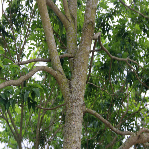 b级海南黄花梨成树直径911公分年年升值年年涨