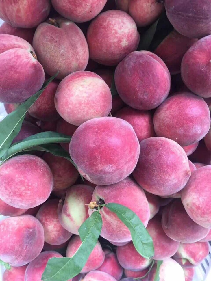 包邮三生三世十里桃林胭脂红桃子西藏内蒙不发