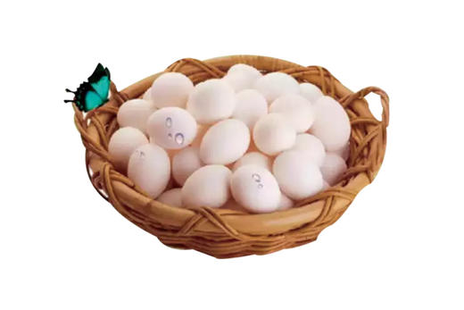 下单隔天到饲养/信鸽鸽子蛋30个装/50个礼盒装40小鸽蛋（只送灵溪）天热收到冰箱冷藏 商品图3