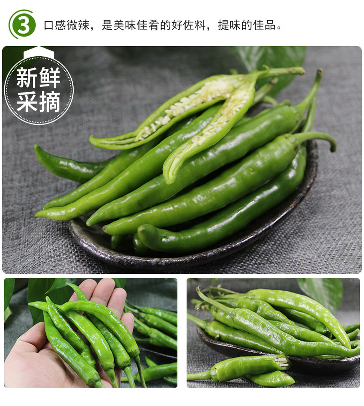 每日现摘农家自种杭椒辣度适中口感脆嫩菜肴提味佳品300g
