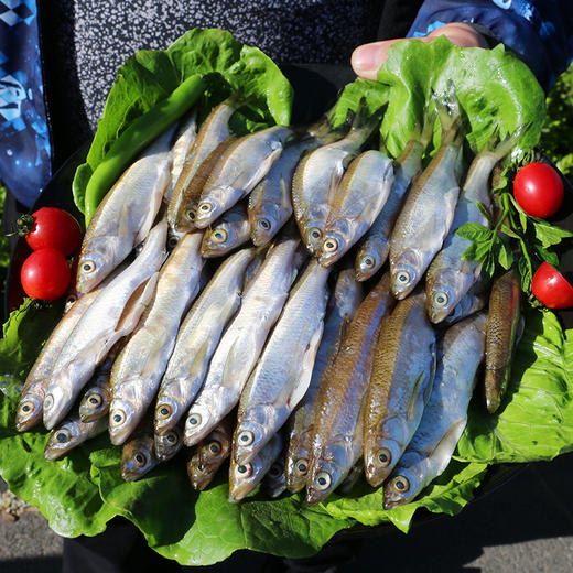 新鲜打捞新鲜打捞小白条鱼煎炸美味1kg净膛发货