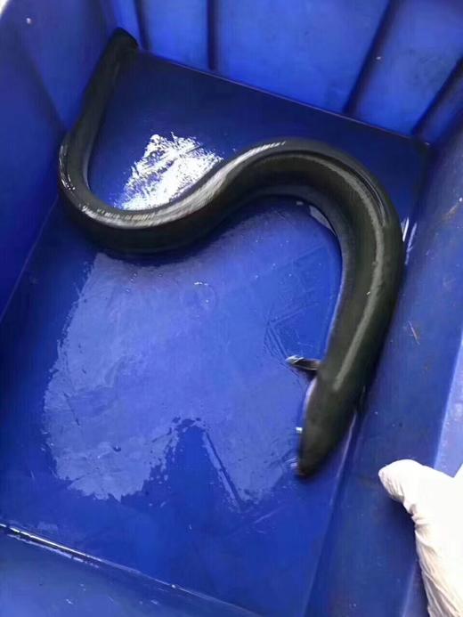 东山岛鲈鳗野生1条2斤左右