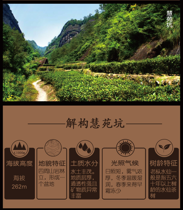 茶叶水仙的含义和象征（茶叶水仙的含义和象征意义） 茶叶水仙的寄义
和象征（茶叶水仙的寄义
和象征意义）《茶叶水仙是什么品种》 茶叶资讯