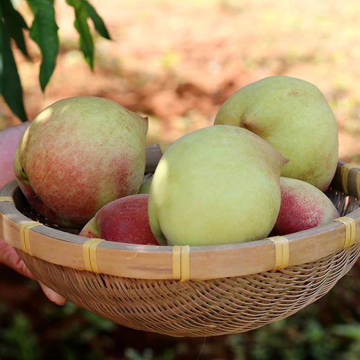 广东河源连平鹰嘴蜜桃产业基地包邮直发