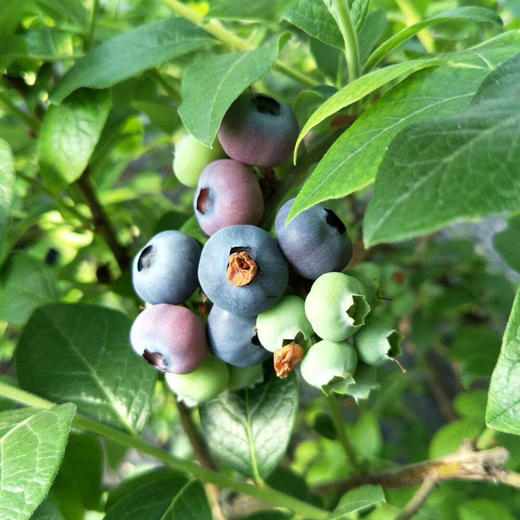 有机蓝莓（预售） | 合作生产*Organic blueberry | Coproduction 商品图2