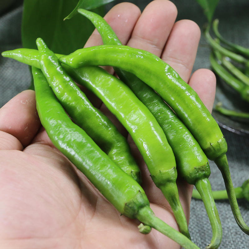 辣度适中!新鲜杭椒 脆嫩300g