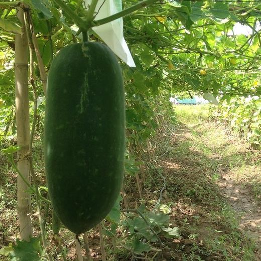 生态冬瓜 | 绿家自产*Ecological Wax gourd | Self-production 商品图0