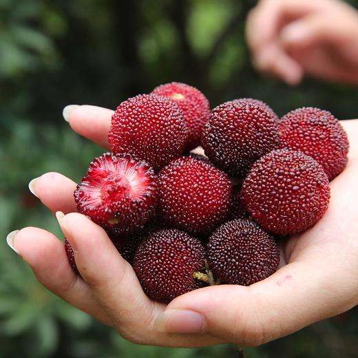 自提尖山炭梅5斤装又大又甜又新鲜