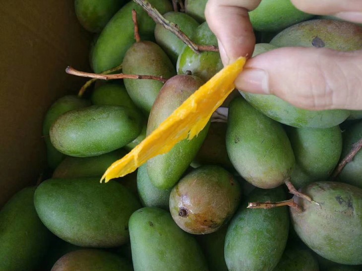 云南普洱【小青芒 5斤装】普通拼团