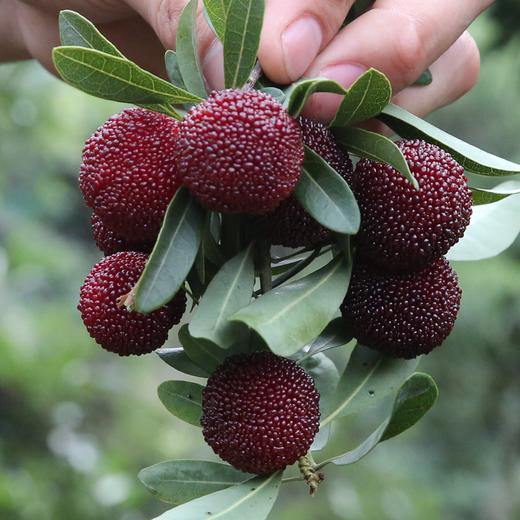 自提尖山炭梅5斤装又大又甜又新鲜