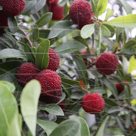 自提尖山炭梅5斤装又大又甜又新鲜