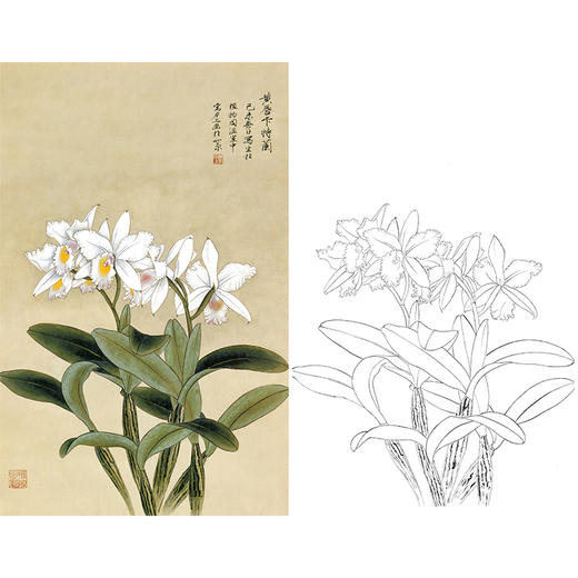 俞致贞竖幅工笔花鸟白描底稿兰花黄唇卡特兰多种白描尺寸可选jv42