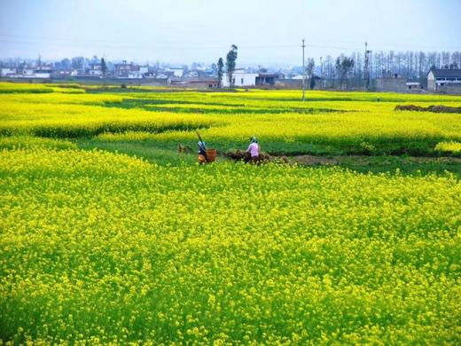 古生村绿色有机非转基因 压榨菜籽油 商品图1