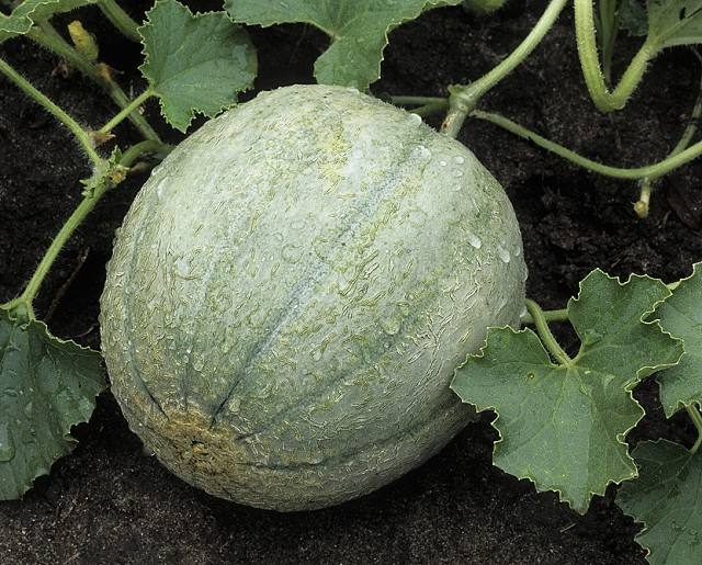 小麦酥 甜瓜 (2斤装) 甜滋滋, 又香又好吃 好土宝自种品种!