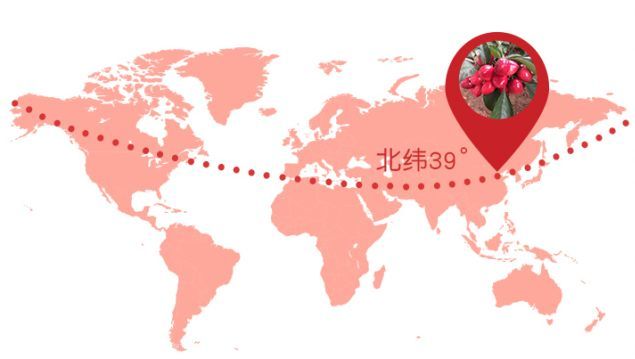 【最后一波】【大连樱桃】砂蜜豆&雷尼&巴托 个大