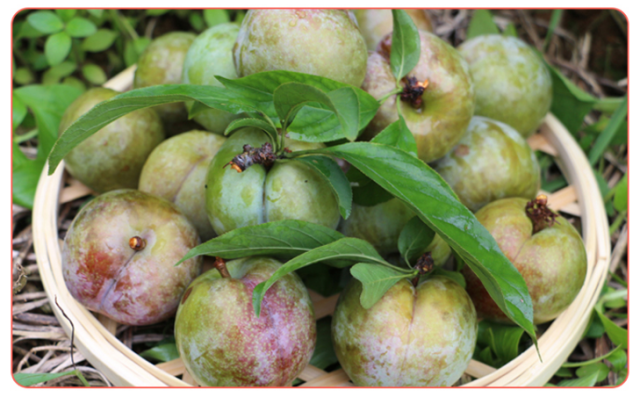 翁源三华李国家地理标志产品对肝病有较好的保养作用贫血者适宜使用5