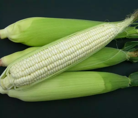 白糯玉米 （根）