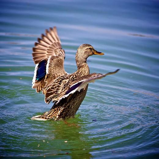 【套餐】老鸭套餐+2份当季蔬菜随机配送（绝不使用农药化肥、纯自然农法种植） 商品图0
