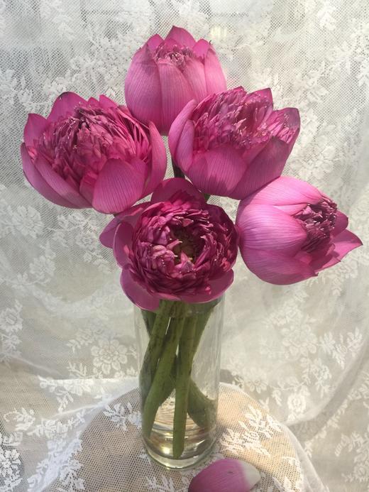 新品速递重瓣荷花莲蓬5支
