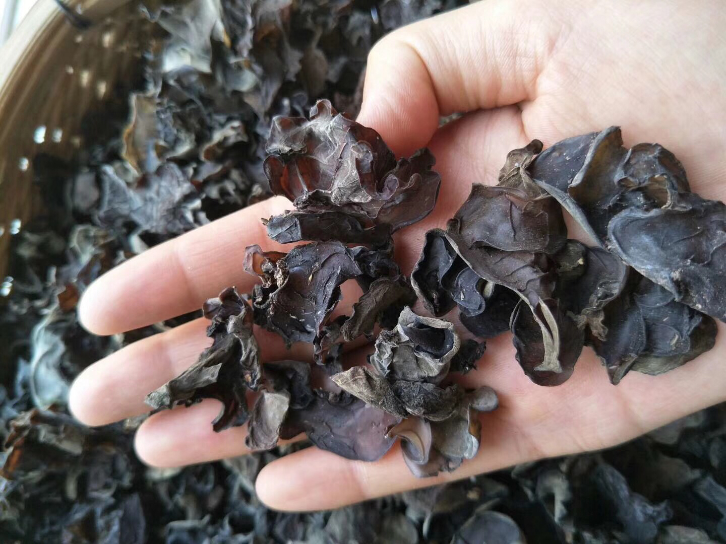 野生香菇野生黑木耳头茬纯野生自己摘晒干安全放心包邮