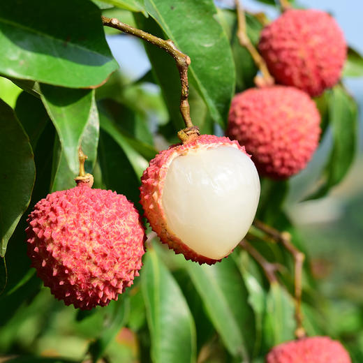 高州一级老树桂味荔枝 5斤