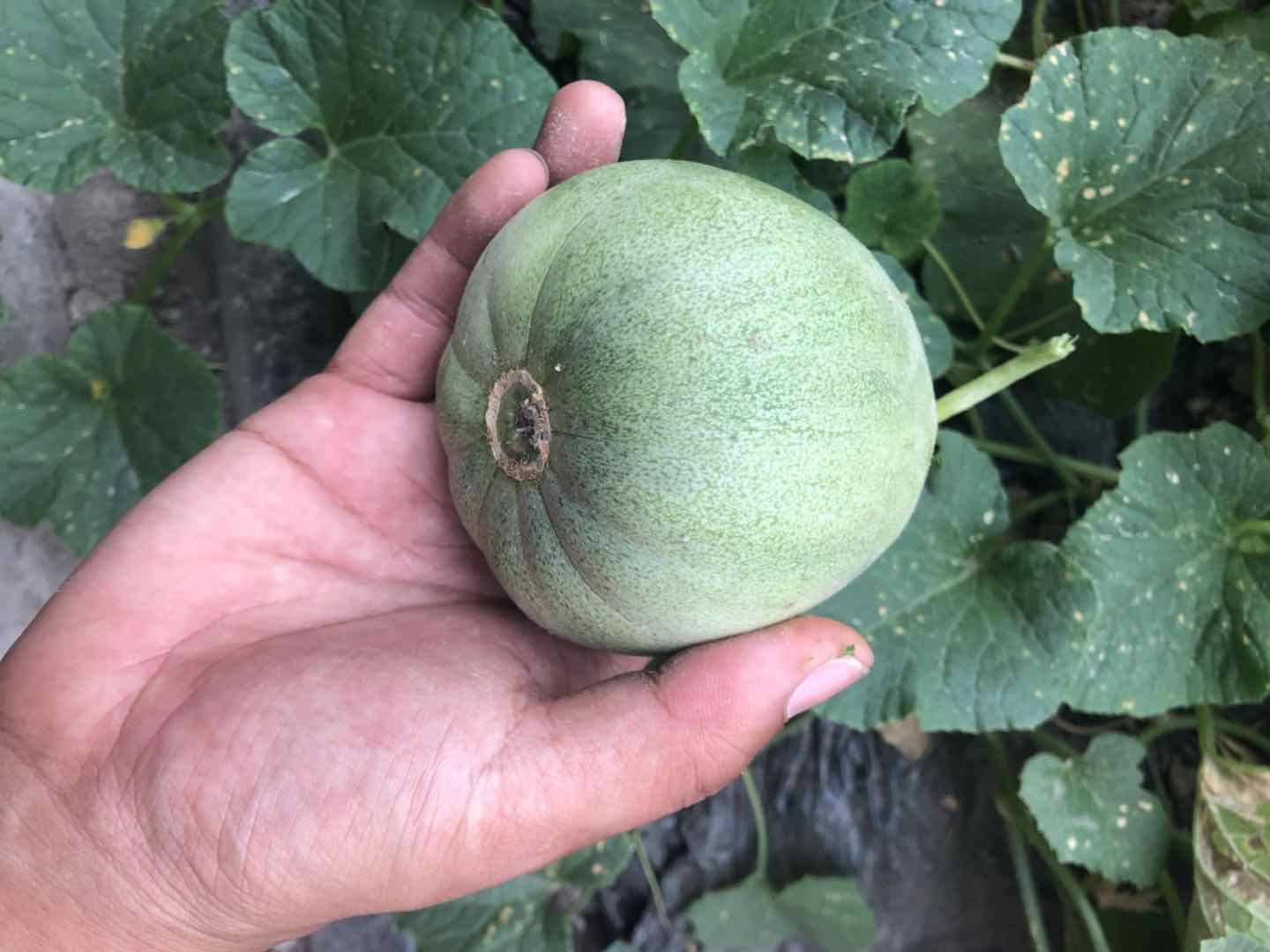 后院有机基地本地 绿宝甜香瓜,一箱6斤,68元,周四送货,仅7箱,仅有绿色