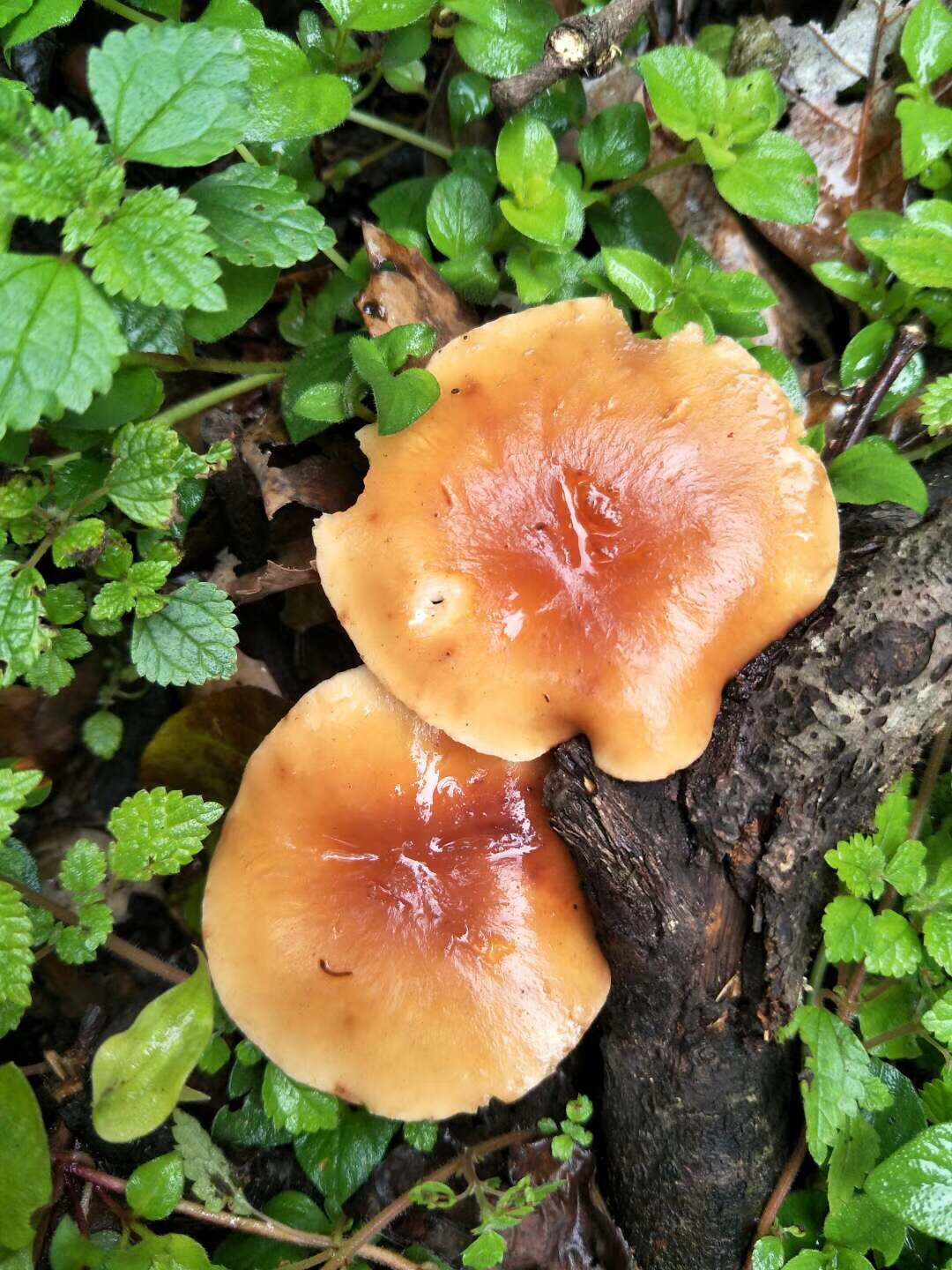 野生香菇野生黑木耳头茬纯野生自己摘晒干安全放心包邮