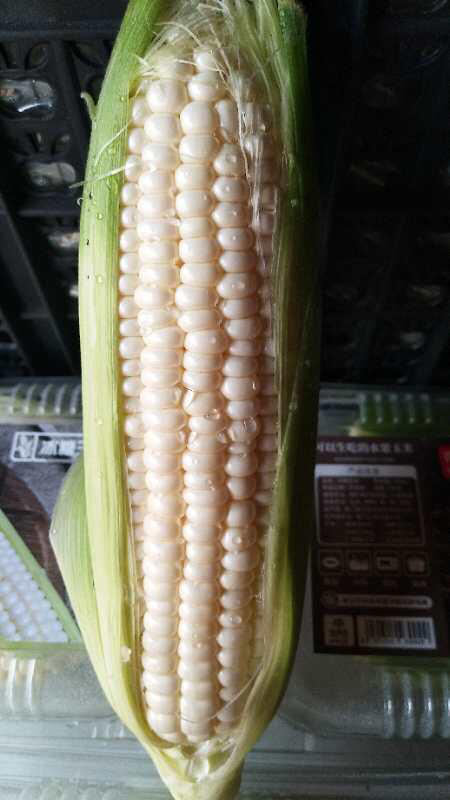 水果| 超超甜微玉冰糖玉米,生吃都很甜的水果玉米