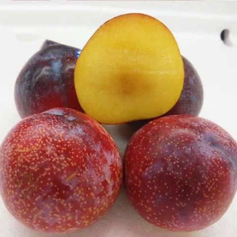 14793248343 商品图0