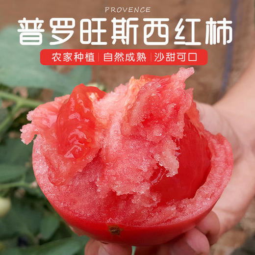 山东普罗旺斯西红柿自然熟沙瓤多汁不催红果肉糯糯沙沙饱满汁足不空心