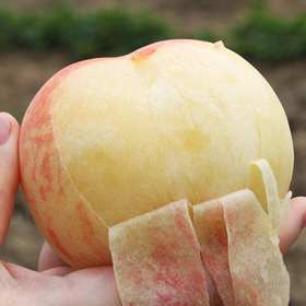 测试商品-标题可写长长长当做推广语来用，字数限制不确定ing